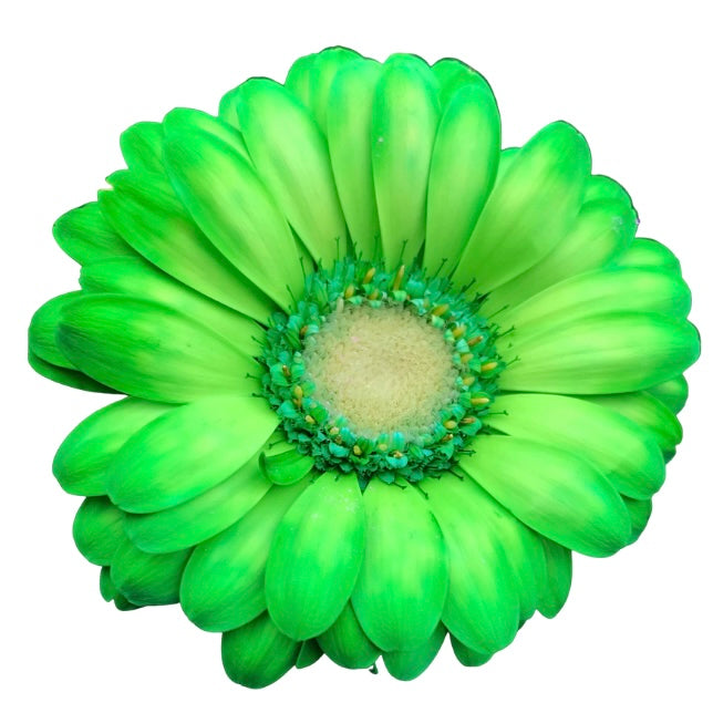 BioDye Flower Dye | 50g Biodegradable Stem Absorbed Flower Dye