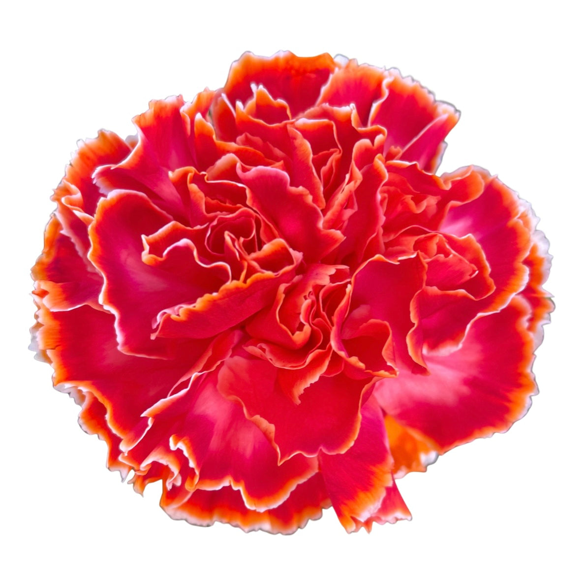 BioDye Flower Dye | 50g Biodegradable Stem Absorbed Flower Dye