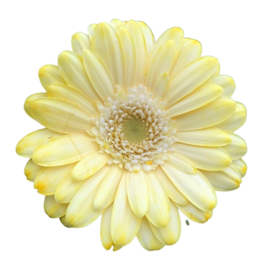 BioDye Flower Dye | 50g Biodegradable Stem Absorbed Flower Dye