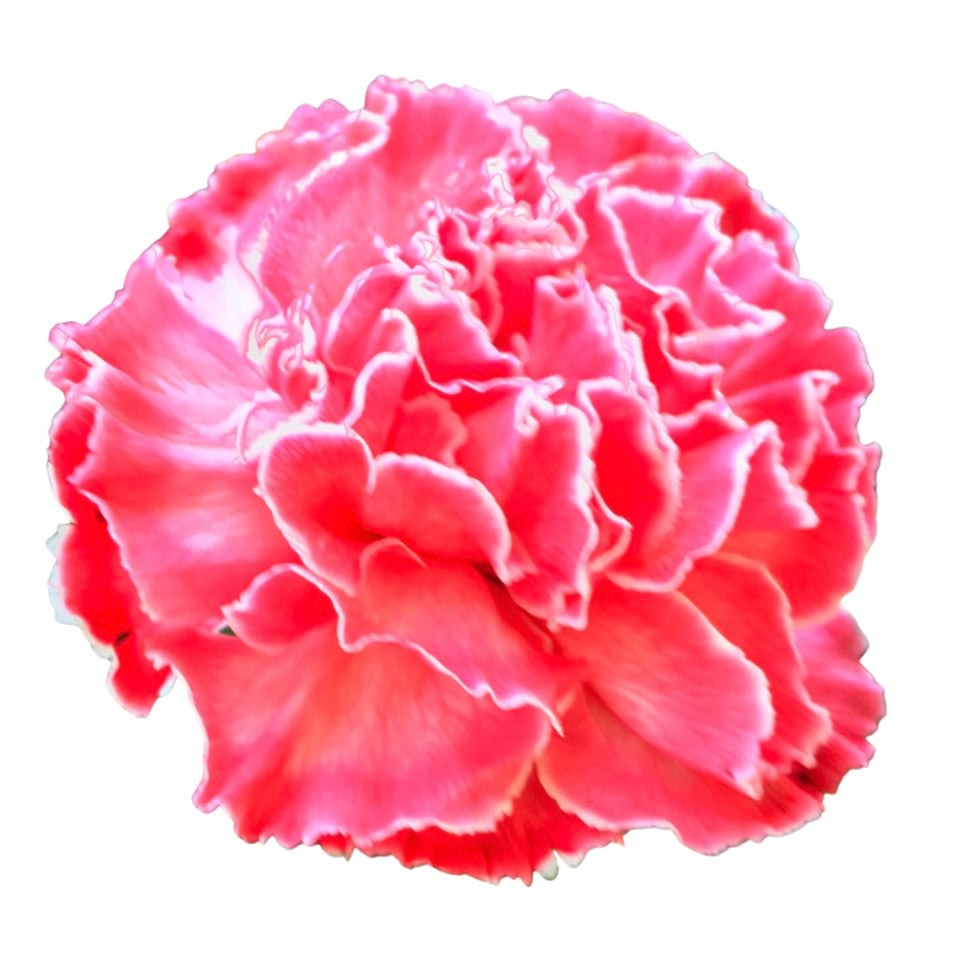 BioDye Flower Dye | 50g Biodegradable Stem Absorbed Flower Dye