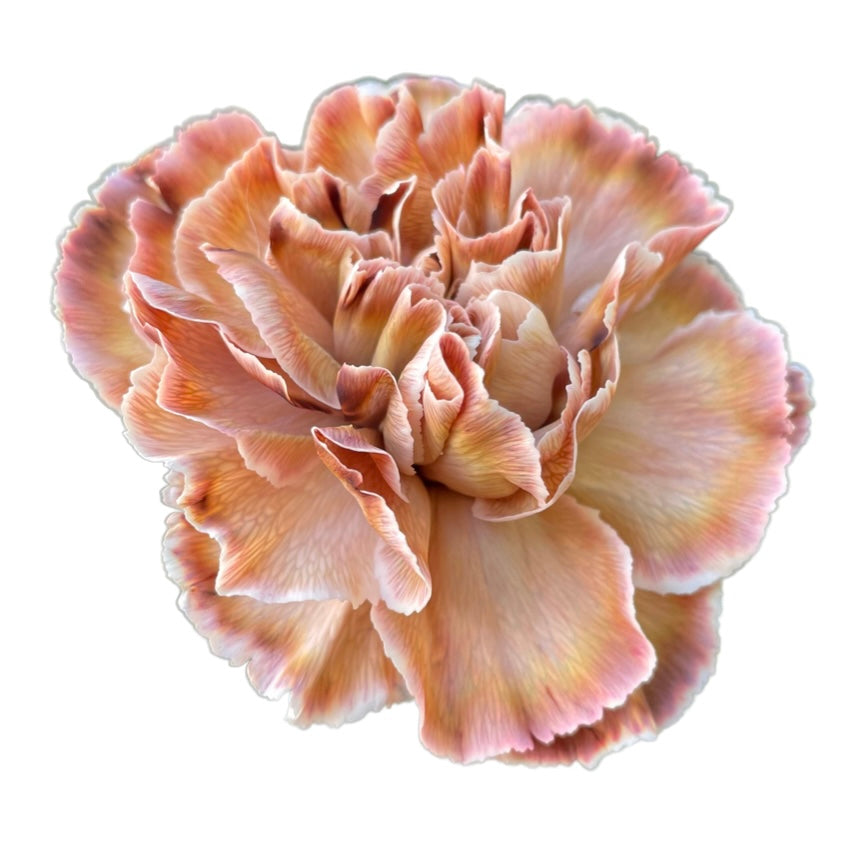 BioDye Flower Dye | 50g Biodegradable Stem Absorbed Flower Dye