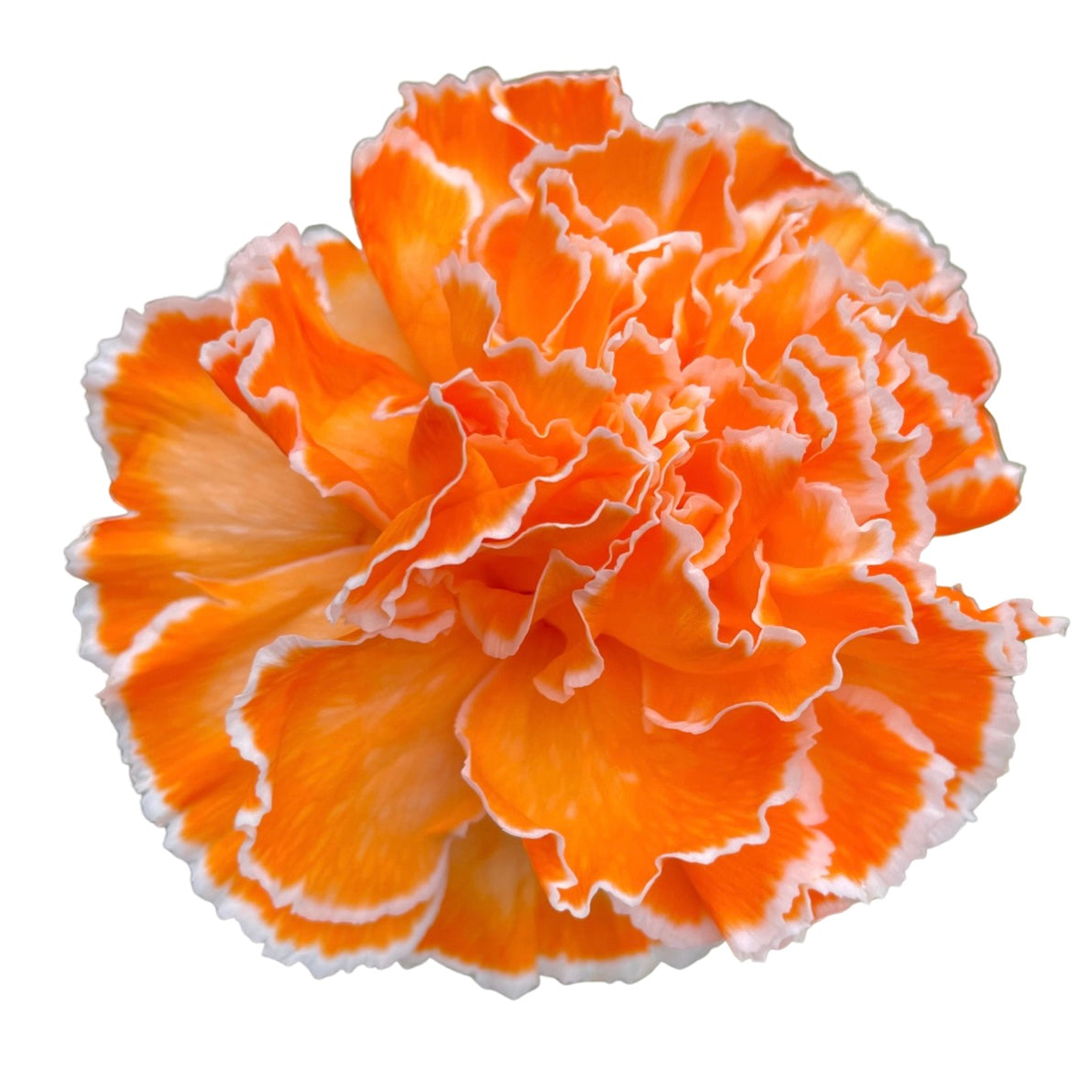 BioDye Flower Dye | 50g Biodegradable Stem Absorbed Flower Dye