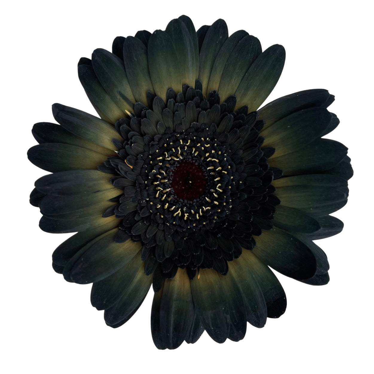 BioDye Flower Dye | 50g Biodegradable Stem Absorbed Flower Dye