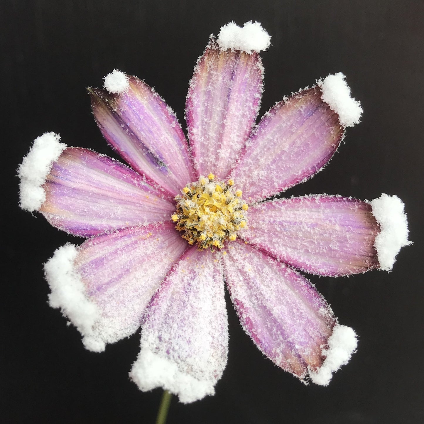 Frosty Snow - Artificial Snow Powder - Biodegradable - Self Adhesive - The Eco Friendly Alternative to Spray Can Snow