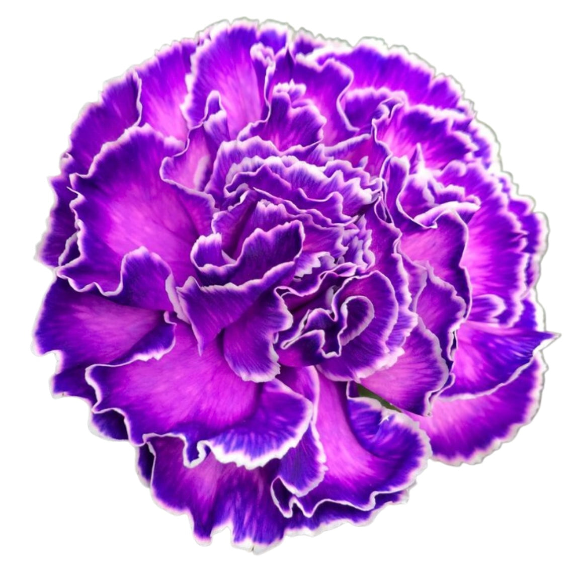 BioDye Flower Dye | 50g Biodegradable Stem Absorbed Flower Dye