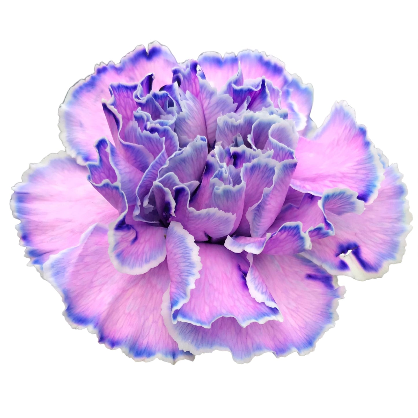 Flower Dyes Designer Multipack | 8 Colours | 10 grams each